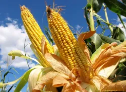El maíz, su historia como patrimonio cultural de Costa Rica