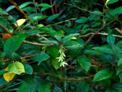 El zorrillo una planta tradicional de Costa Rica